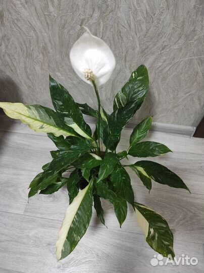 Спатифиллум Домино