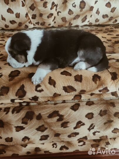 Собака даром