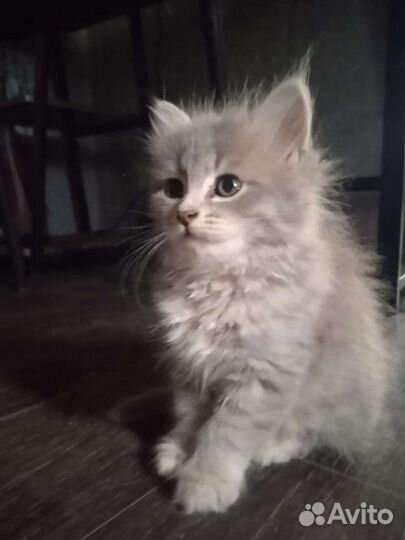 Кошки в добрые руки бесплатно