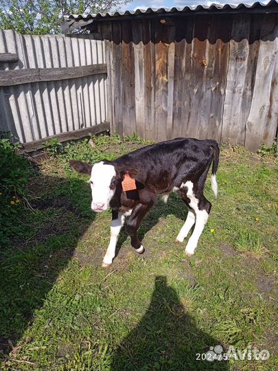 Телята бычки