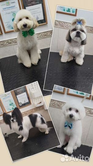 Стрижки собак и кошек. Грумер в Левенцовке