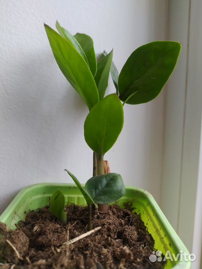 Замиокулькас