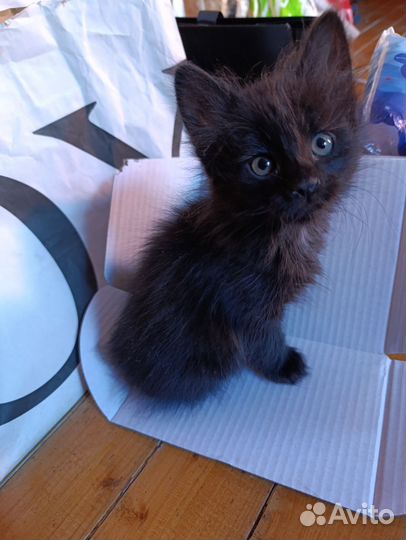 Кошка котенок котик