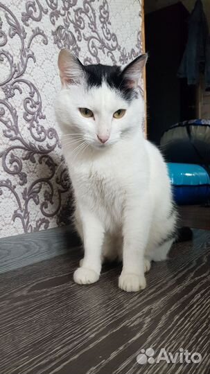 Кот Василий