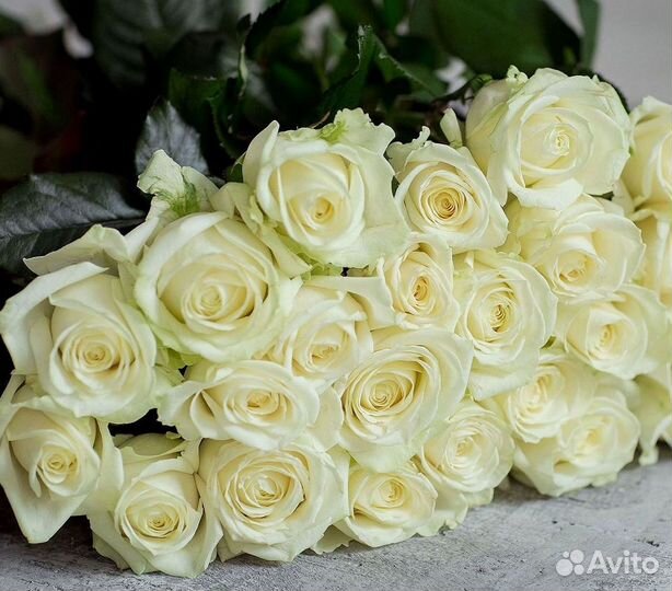 Розы высокие 150 160 170 180 190 200см