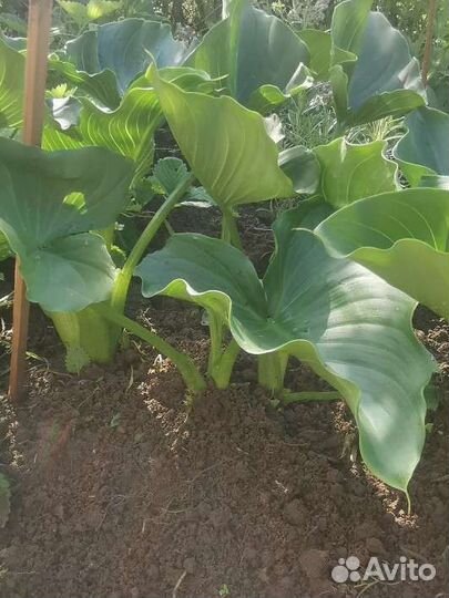 Каллы белые эфиопские