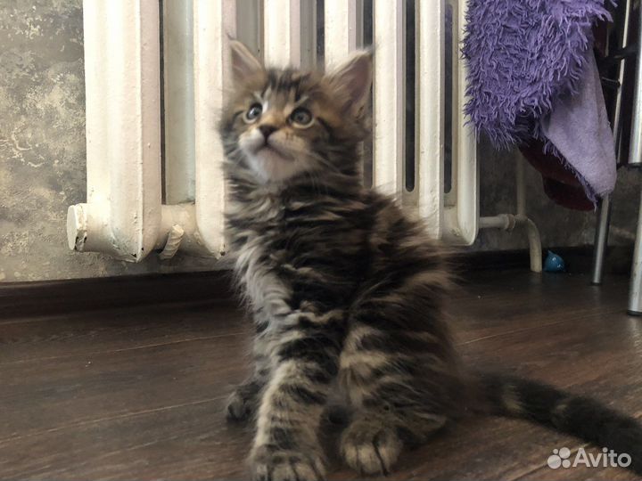 Котята мэйн кун