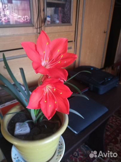 Комнатные растения