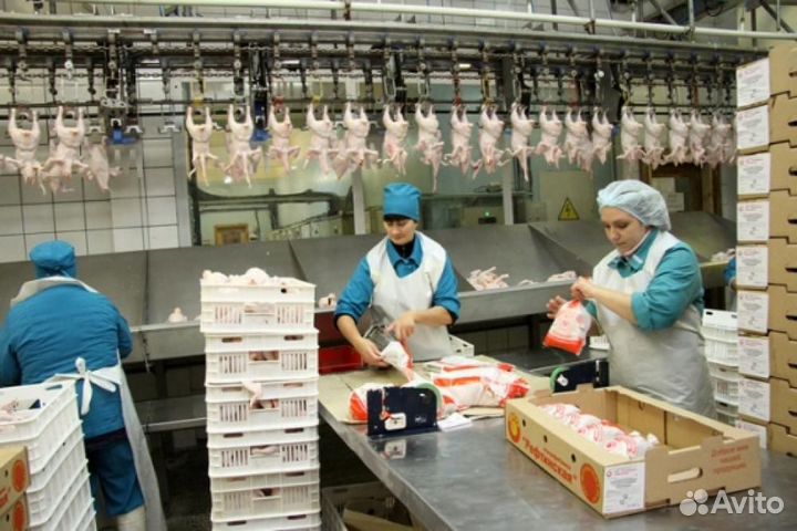 Вакансия на птицефабрике: работа вахтовым методом