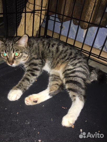 Котик без хвостика