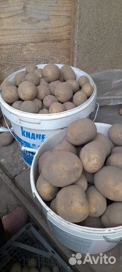 Семенной картофель 