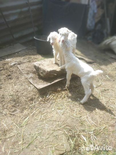 Козочки ламанча