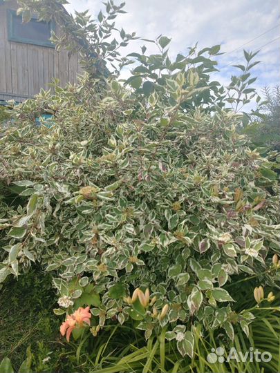 Гортензия, кустарники