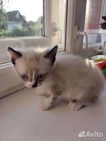 Кошка в дар