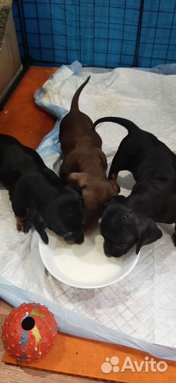 Щенки таксы