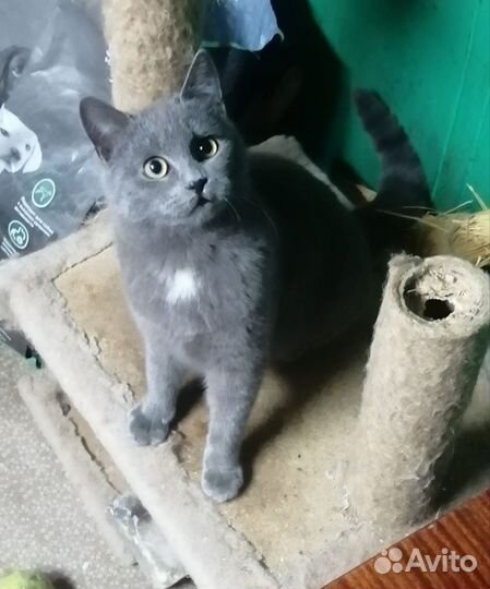 Дымок ищет дом