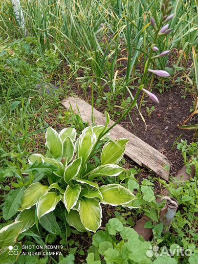 Хоста растение