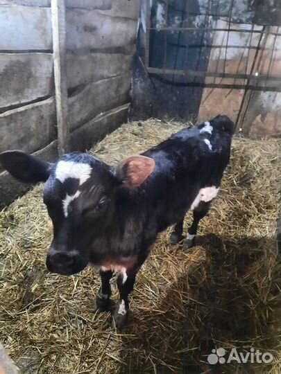 Телочки голштинки