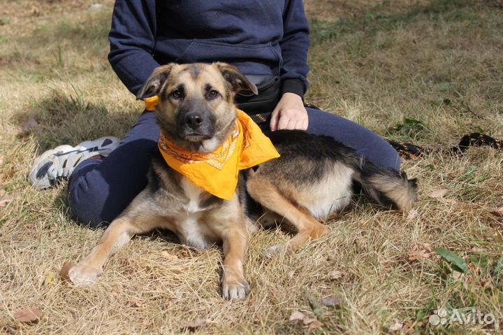 Собака в самую лучшую семью