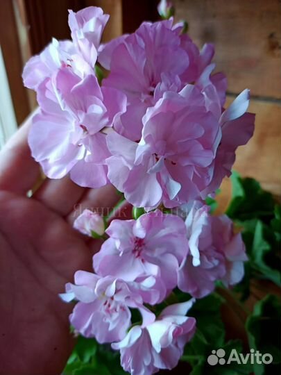 Пеларгонии сортовые