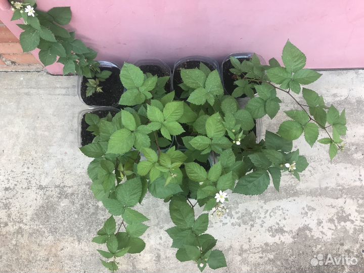 Продаю саженцы ежевики