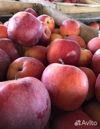 Яблоки флорина, айдаред