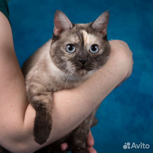 Голубоглазая кошка ищет дом