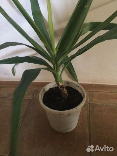 Пальма Юкка