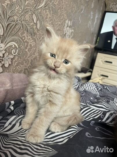 Котята мейн-кун из питомника
