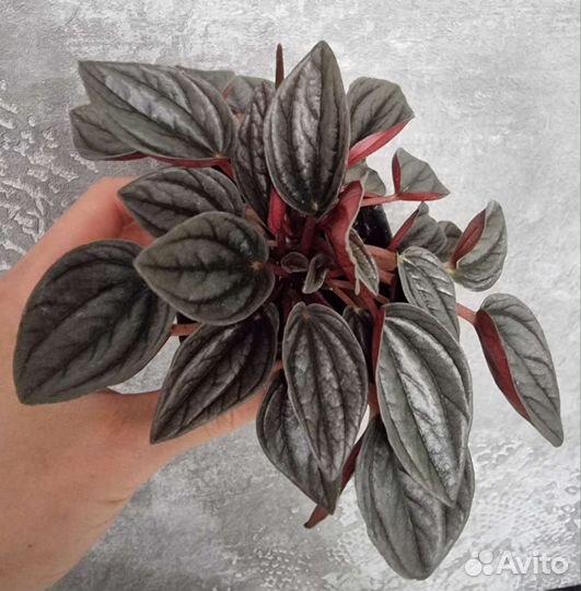 Ситара, Альба, Пеперомия санторини