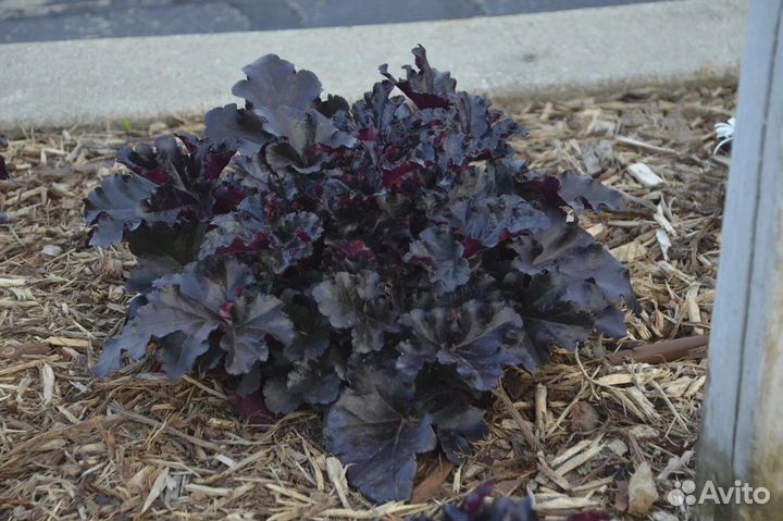 Саженцы гейхеры