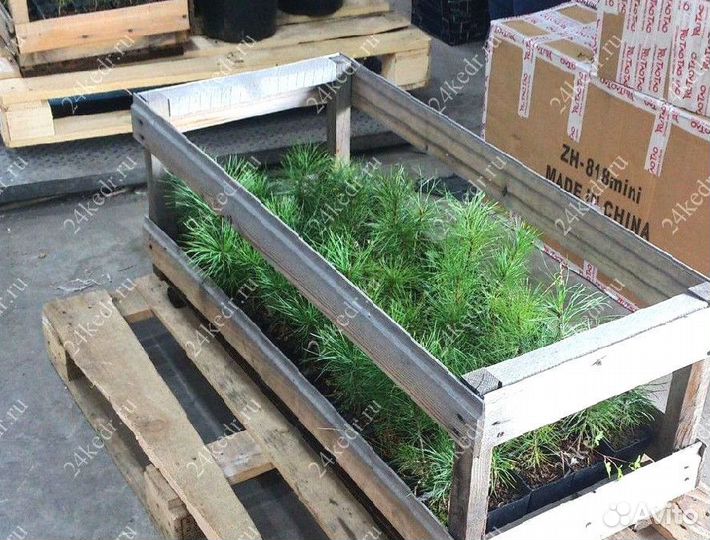 Сибирский кедр. Саженцы