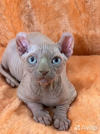 Малыши - эльфята