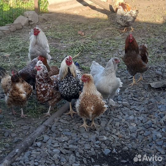 Продам петушка и курочку брамма изабелла