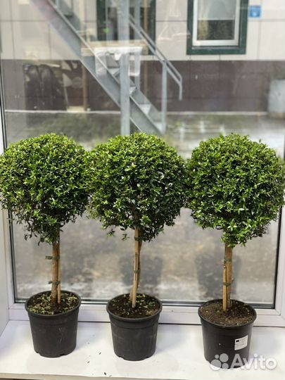 Мирт на штамбе 60 См