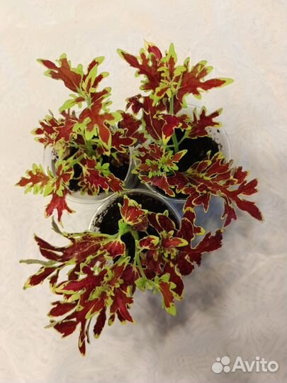 Колеусы вегетативные