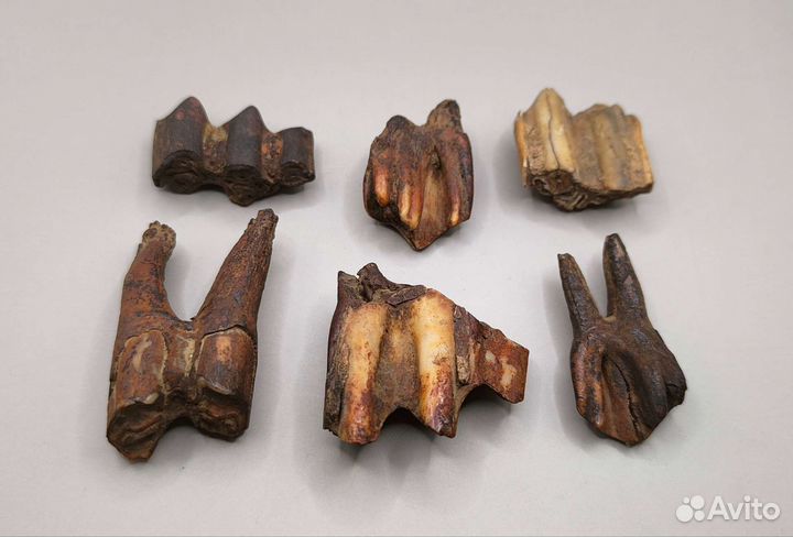 Зубы древних млекопитающих (6 шт) / Окаменелости