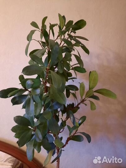 Продаю цветы фикус