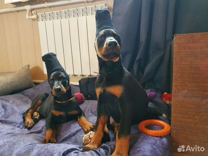 Щенки добермана