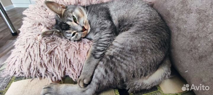 Отдам кота в добрые руки