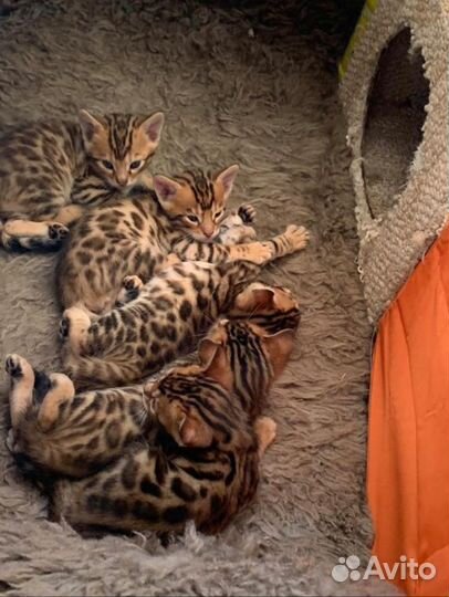Бенгальский кот вязка