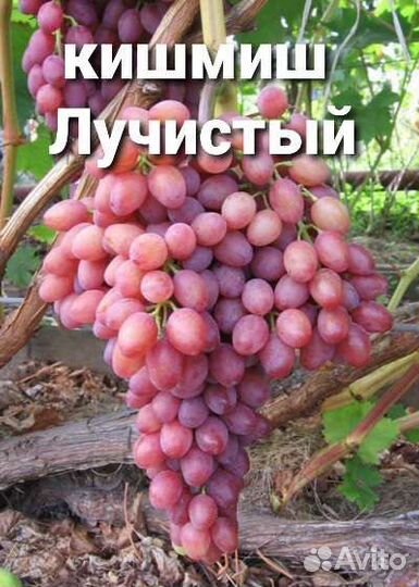 Саженцы Винограда