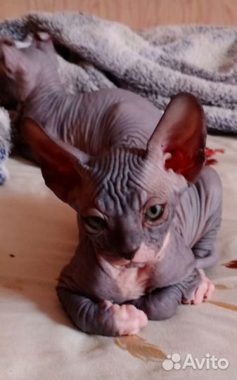 Канадский сфинкс эльф