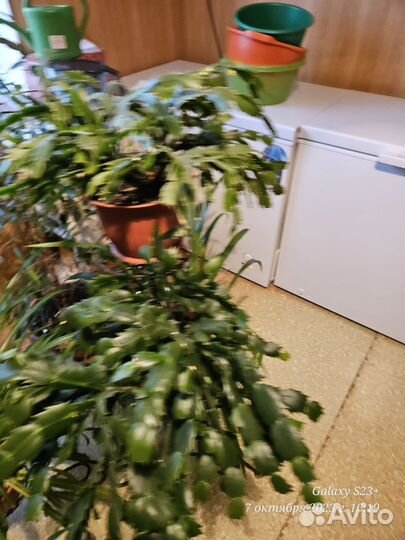 Комнатные цветы