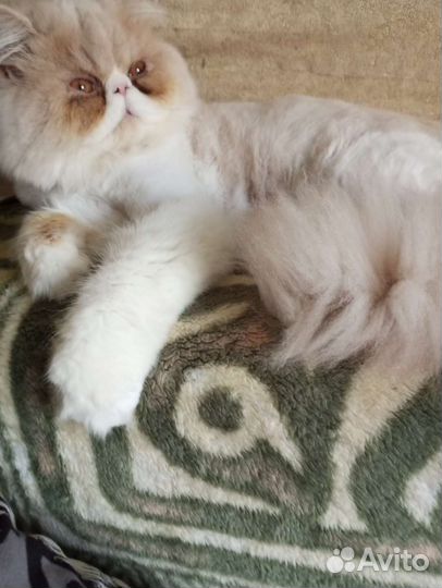 Персидские котики