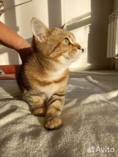 Британская кошка
