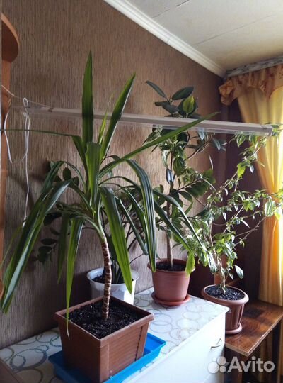 Юкка, замиокулькас,гибискус,фикус