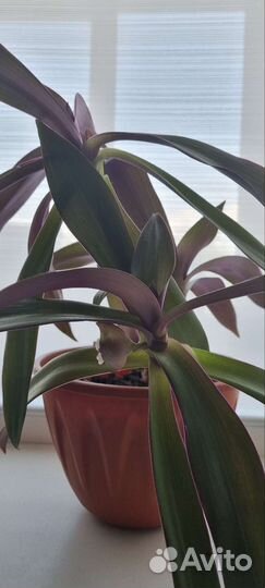 Комнатные цветы бесплатно