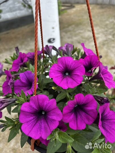 Домашние растения цветы