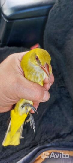 Певчие лесные птицы